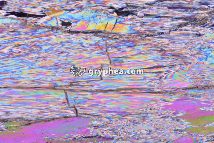 Gypse LPA x3,5 - gryphea.com